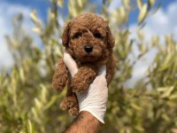Sağlıklı Poodle Cinsi Yavrular