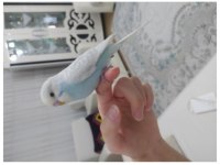 Eğitimli Muhabbet Kuşu