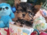 Orjinal Şecereli Teacup Yorkshire Terrier Yavrumuz