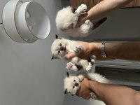 Safkan ragdoll yavru kedilerimiz