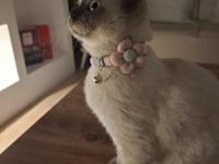 5 ağustos doğumlu british blue point