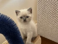 Müthiş güzellikte blue point british shorthair kızımız
