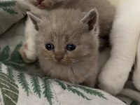 Scottish Fold Bebekler