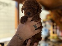 Çok Şirin Toy Poodle Bebeğimiz