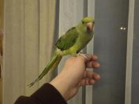 Evcil Yavru Erkek Pakistan Papağanı