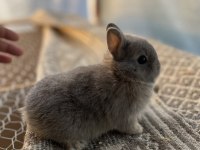 Hollanda Cüce Tavşan