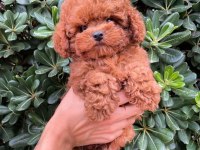 Toy poodle yavruları