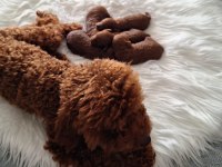 Mersin Lokumu Poodle Yavrular