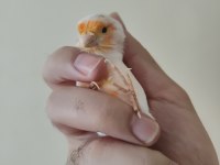 Boğa gibi sapasağlam öten kanarya