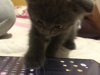 Scottish Fold 0 Numara Erkek Yavru