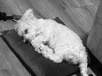 8 Aylık Tüm Aşıları Tam Dişi Yavru Maltipoo