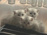 26 Temmuz Doğumlu Üç Yavru Kediler