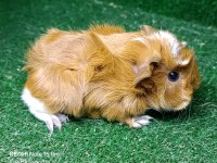 Safkan üst kalite guinea pig yavrularımız