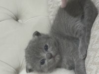 Eğik kulak scottish fold kediler