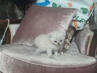 3 Yavru 2 Beyaz 1 Gri British Kedimiz