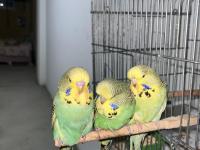 Show jumbo muhabbet kuşu yavruları