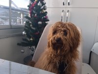 Aşıları tam kalbi kocaman maltipoo