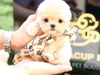 Kore Maltipoo Bebek Köpeklerim