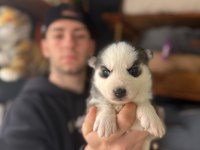 Burkem ailesinden maskeli mavi boncuk husky