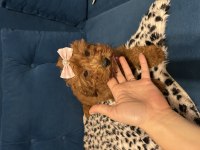 Toy Poodle Bebişler