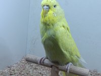 3 Aylık Show Jumbo Muhabbet Kuşu Yavrular