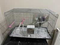 Sultan Papağanı Çocuklar İçin Almıştım