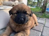 Chow chow köpeği yavruları