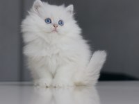 Full Şecereli Babadan Teslime Hazır British Longhair Erkek