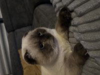 1,5 Yaşında Blue Point Erkek British Shorthair