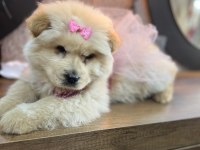 Ped Eğitimli Çok Uysal Sevimli Çin Aslanı