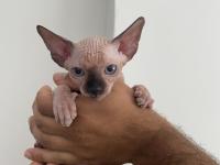 2 Aylık Sfenks Yavrular