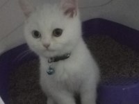 2 buçuk aylık erkek kedimiz