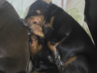 İzmir’den safkan fci belgeli doberman yavruları