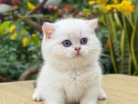 Muhteşem Güzellikte Topaç Kafa British Bebeklerim