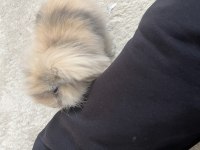 Hollanda Lop Tavşanı