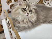 Son Erkek Scottish Straight Yavrumuz