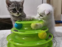 Oyuncu Scottish Kediler