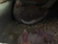 Yavrulu Yumurtalı Sultan Papağanı Takımlar