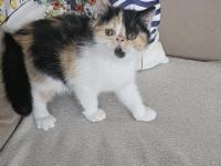 Calico exotic shorthair dişi yavrumuz