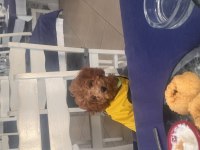 7 Aylık Poodle Acil