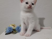 Erkek British Shorthair Sevimli Yavru 47 Günlük