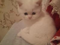 Mutlu, Sağlıklı, Neşeli, Safkan British Bebekler Yeni Evlerine Hazırlar