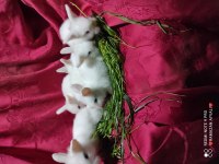 Irk Garantili Lop Tavşanı