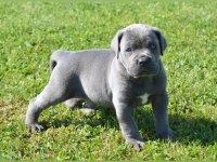 Dev cane corso köpeği yavruları