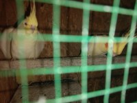 Çift Lutino Sultan Papağanı