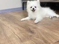 3 Aylık Pomeranian