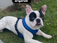 Köpeğimi ücretsiz sahiplendireceğim