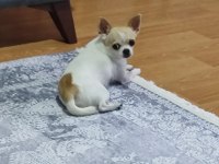 Orjinal 0 numara chihuahua