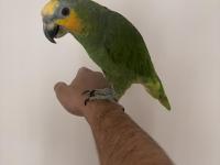 Üç Yaşında Amazon Papağanı Full Evcil Kanat Ayarlı