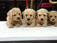 Mini Mini Maltipoo Teacup